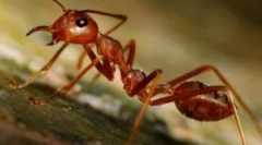 Како да се ослободите од црвените мравки дома